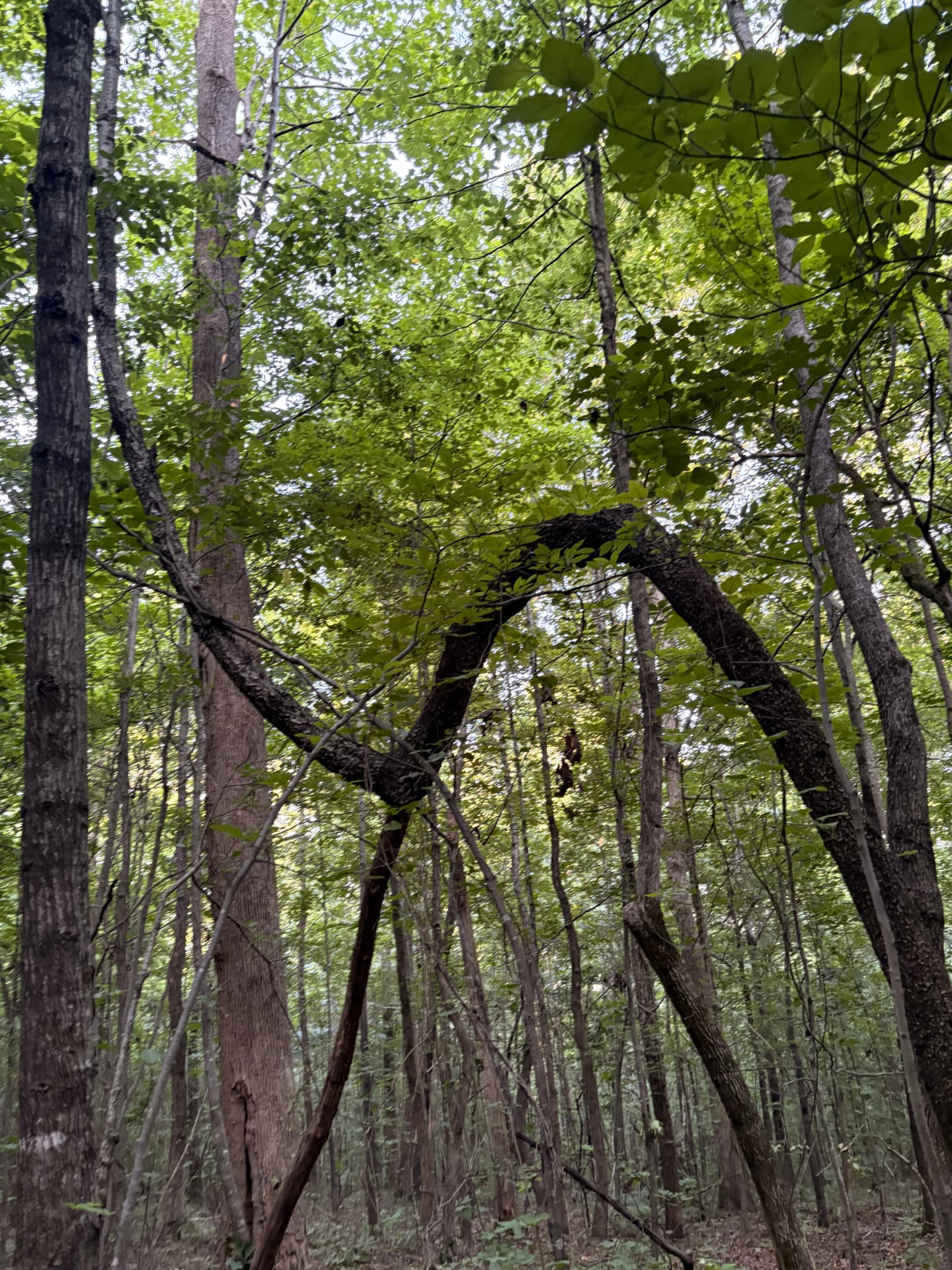 A bent tree trunk arching between slender trunks in a dense green forest